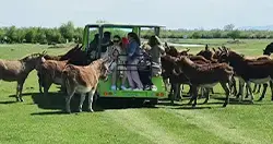 Električni bus i magarci u Zasavici