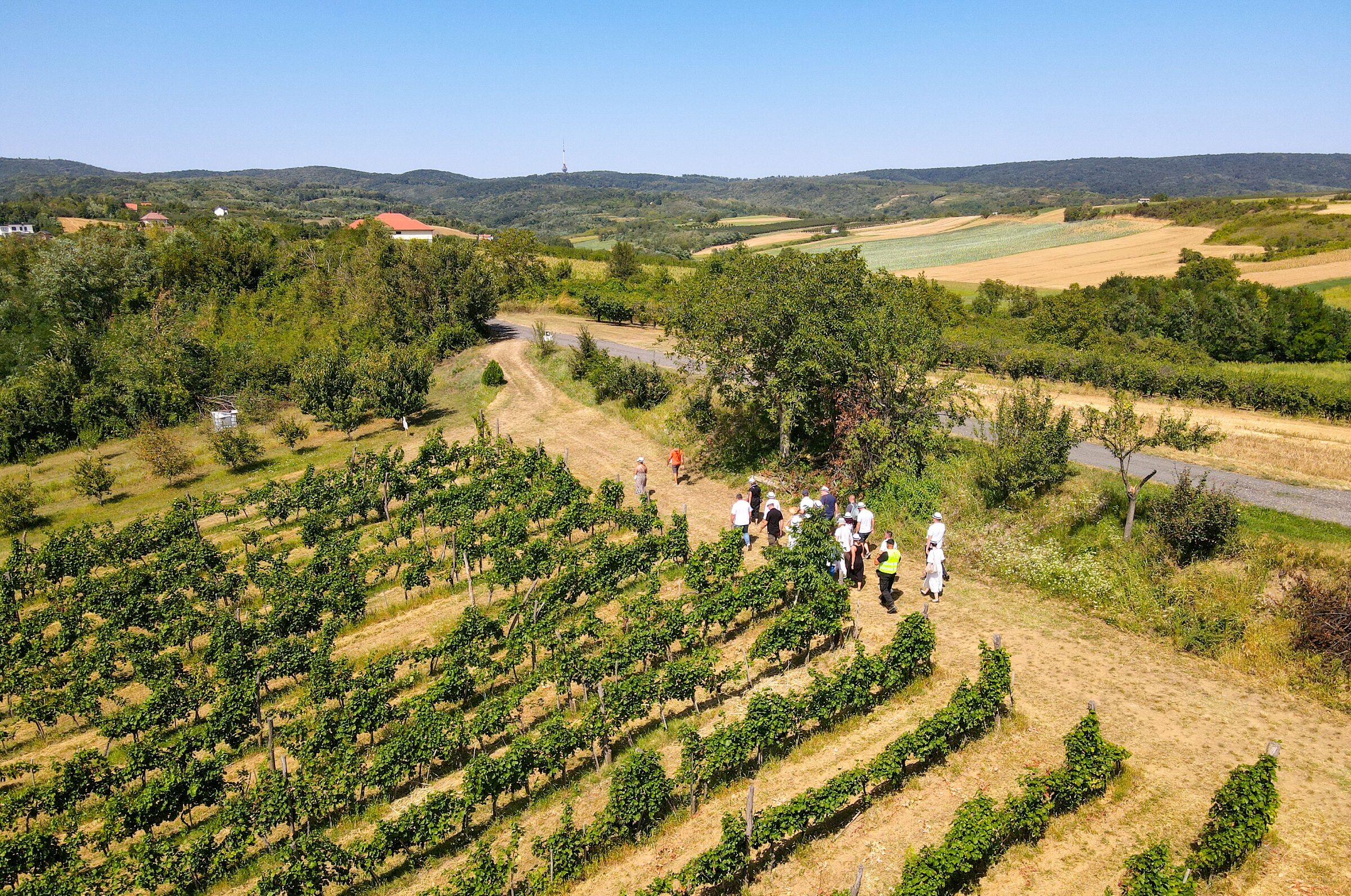 Učesnici fruškogorske vinske šetnje šetaju kroz vinograd