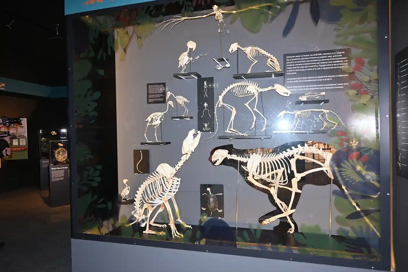 Informacije o dinosaurusima Prirodnjačkog muzeja u Beogradu