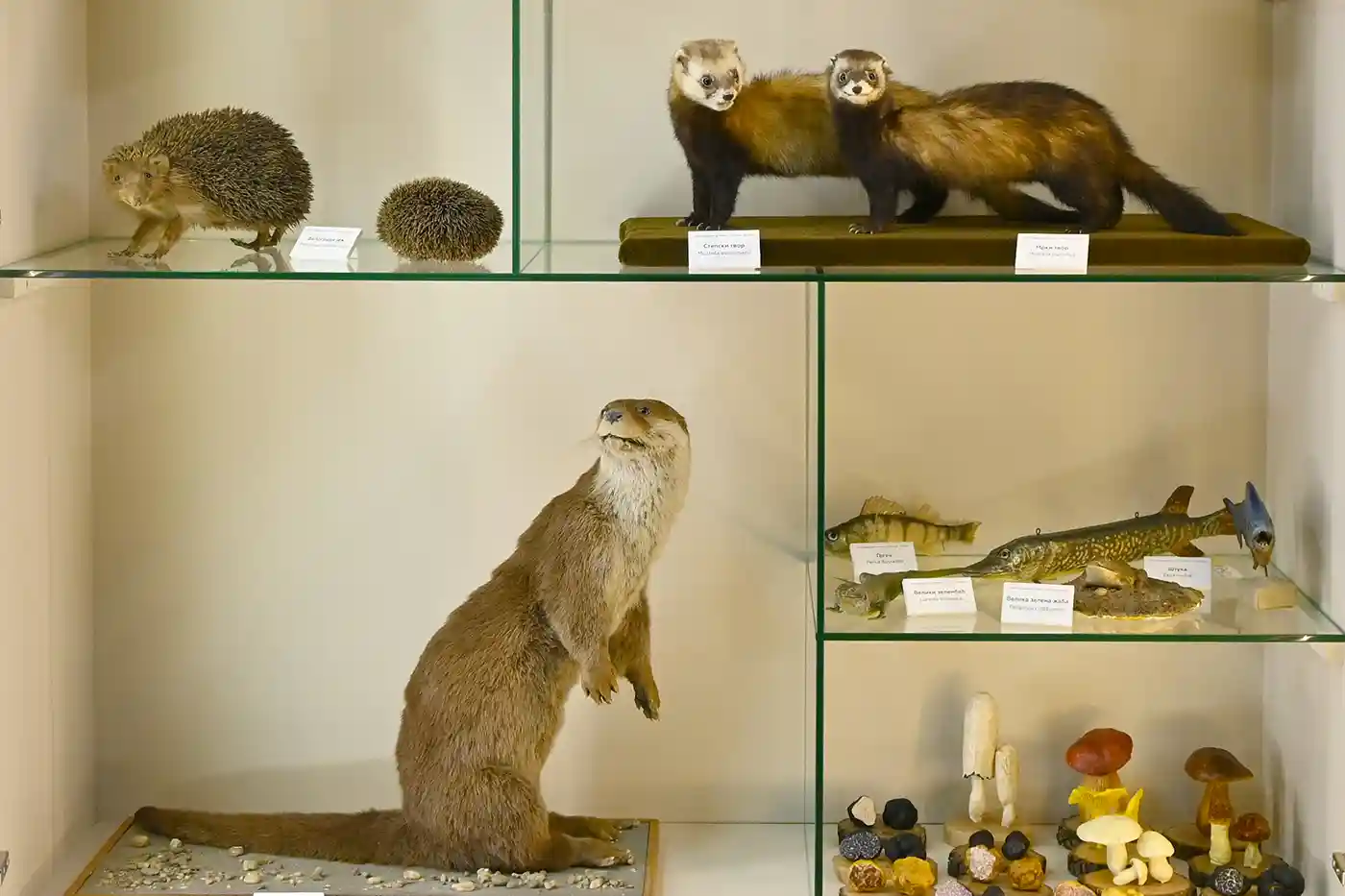 Izložbeni primerci životinja Prirodnjačkog muzeja u Beogradu